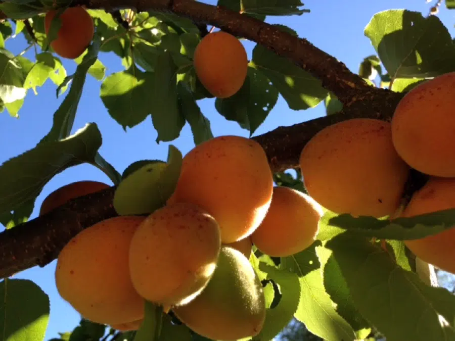 Renewal in the Garden of Life: Food for the body, Food for the soul